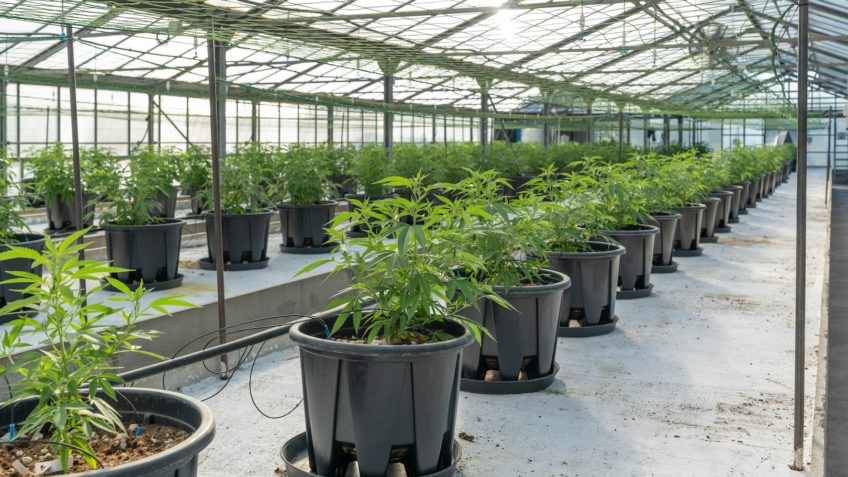 Reclassificação da maconha nos EUA pode impactar mercado global